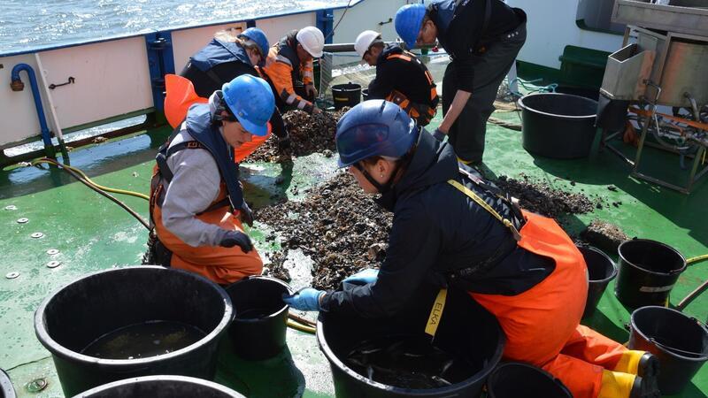 Sie spüren die alte Munition im Meer auf Frisch aus dem Meer, aber nicht zum Essen: Wissenschaftler sortieren auf dem Forschungsschiff „Senckenberg“ einen Fang. Sie untersuchen die Auswirkungen von auf dem Meeresboden lagernder Munition auf die Umwelt.