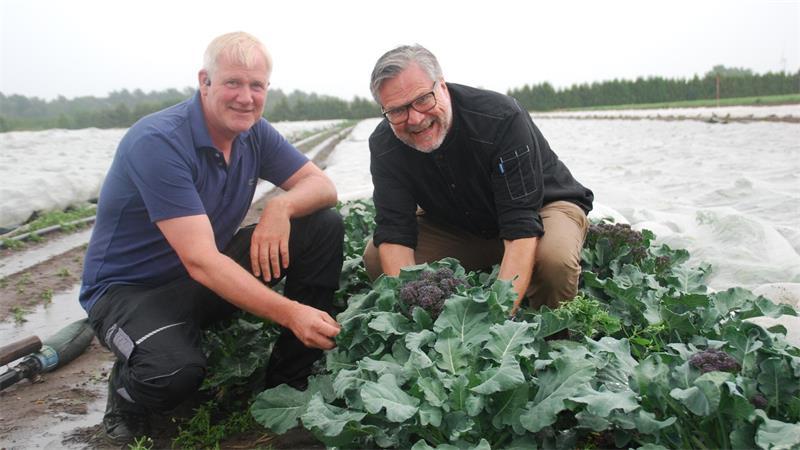 Frisch vom Brokkoli-Feld: Landwirt Christoph Brunckhorst (links) und Koch Michael Knirsch aus Apensen begutachten die Ernte.