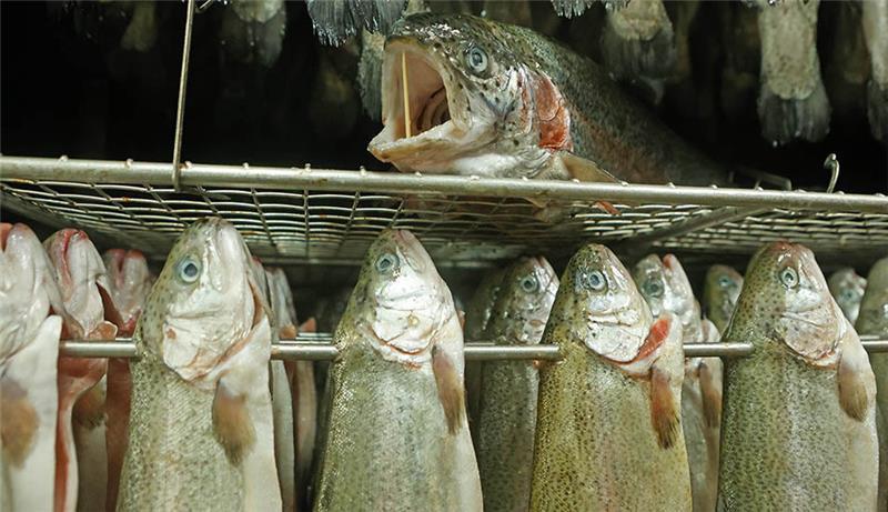 Auch Fisch wird zu Ostern teurer Frische Forellen hängen in einem Räucherofen (Symbolbild). Nach Eier wird auch Fisch zu Ostern teurer. Foto: Matthias Bein/dpa