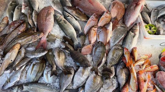 Frischen Fisch erkennt man unter anderen an den klaren, glänzenden Augen. 