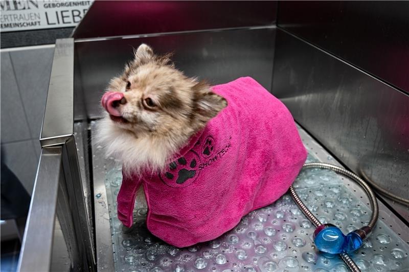 Frischer Bademantel inklusive: In Deinste bekommen die Vierbeiner Schlammpackung und „Hydrotherapie“. Fotos: Ahrens