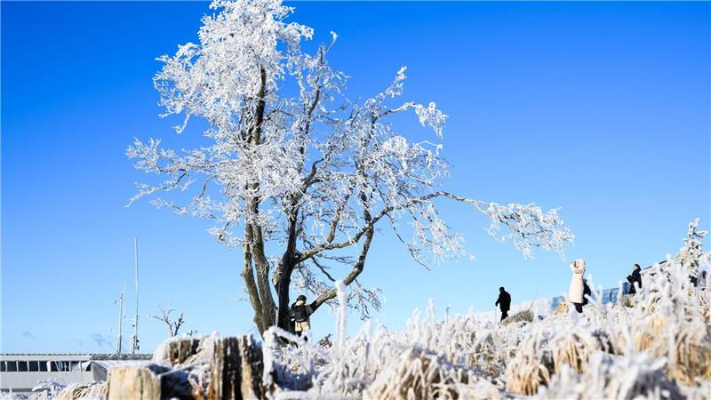 Frost hat die Landschaft weiß gefärbt.