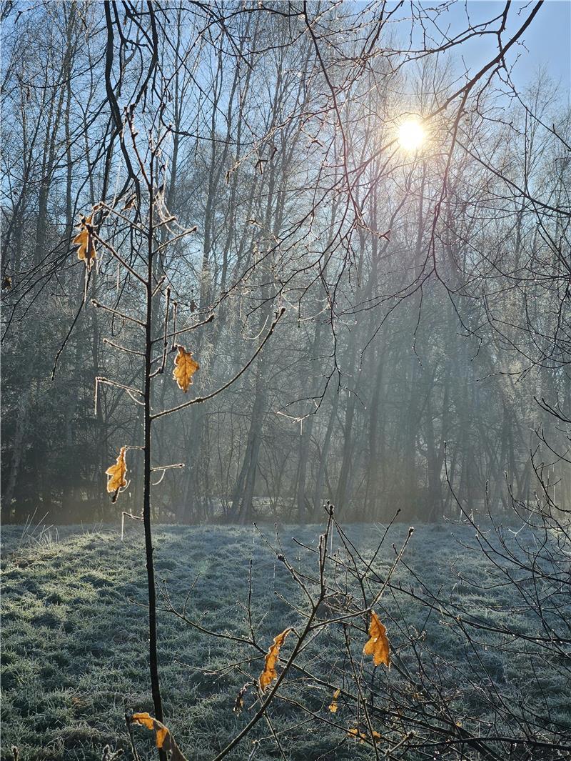 Frost und Nebel in den Wiesen zwischen Neukloster und Dammhausen.