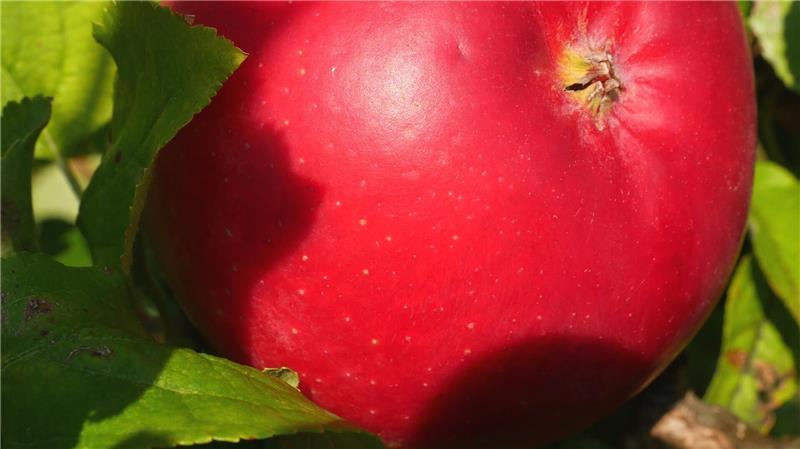 Frucht der Sorte ZIN 168 - vermarktet unter der Dachmarke Pompur.