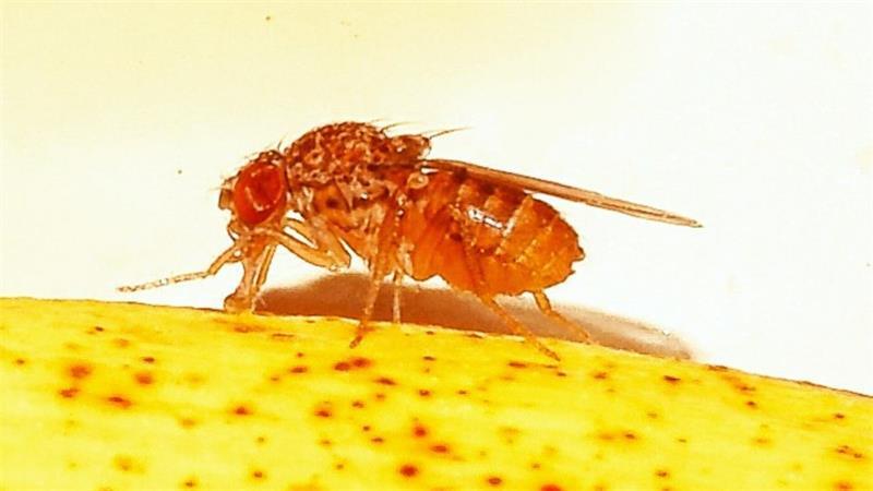 Fruchtfliege in mehrfacher Vergrößerung.
