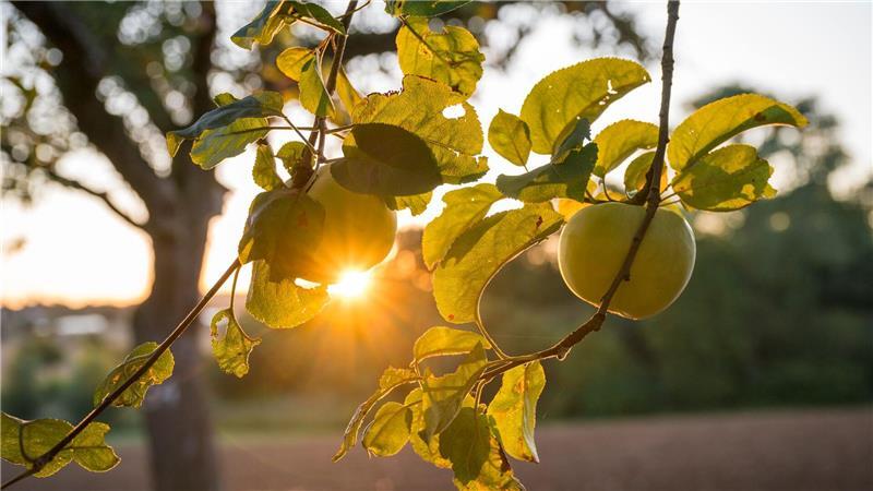 Bilder des Tages Fruchtiger Sonnenaufgang