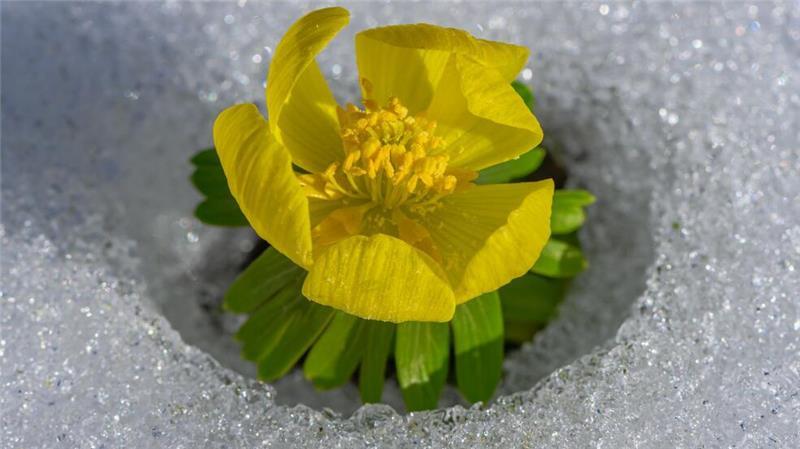 Frühling in Sicht: Ein Winterling ragt mit seinen gelben Blütenblättern in Sieversdorf in Brandenburg durch den Schnee.