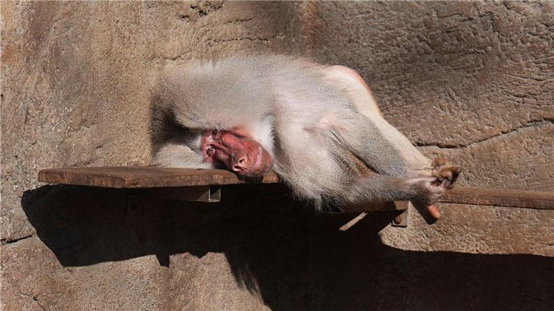 Frühlingserwachen - oder nicht? Ein Pavian liegt auf einer Bank in seinem Gehege im Tierpark Hagenbeck in Hamburg ganz entspannt in der Sonne. 