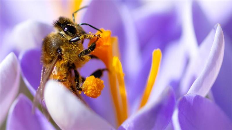 Frühlingswetter in Bayern - Eine Biene sammelt im botanischen Garten in einer Krokusblüte Pollen.