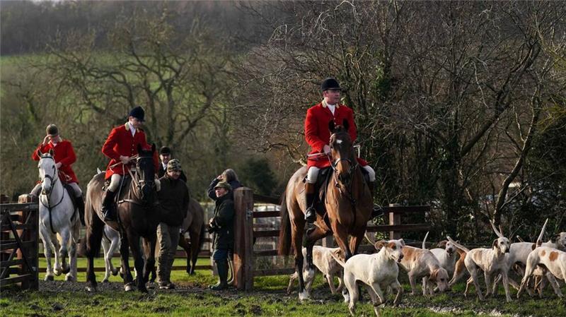 Tierschützer fordern schärferes Jagdverbot in England Fuchsjagd in England: Harmlose Tradition oder blutrünstiges Spektakel? (Archivbild)