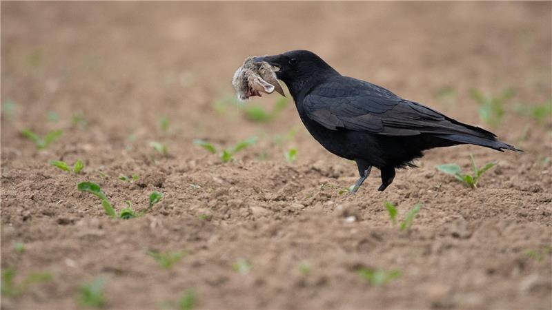 Füchse und Waschbären zählen zu den wichtigsten Fressfeinden der Mümmler. Auf diesem Foto hatte ein Langohr gegen eine Krähe das Nachsehen. (Symbolbild)