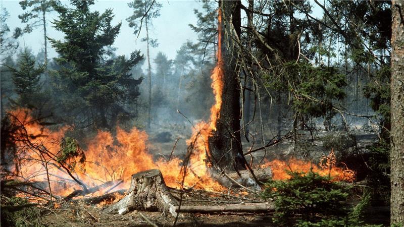 Überlebender der Waldbrandkatastrophe erinnert sich lebhaft Fünf Feuerwehrleute wurden von den Flammen eingeschlossen. (Archivbild)