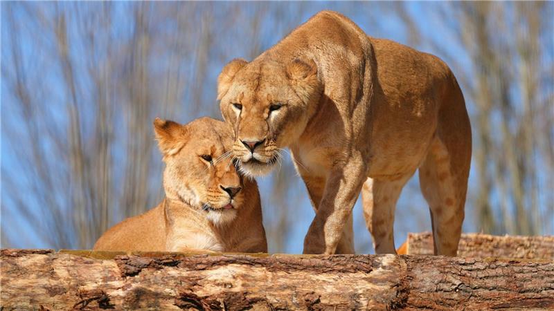 Gerettet aus der Ukraine: Löwen bekommen neues Zuhause Fünf Löwen aus der Ukraine haben in Großbritannien ein neues Zuhause gefunden.