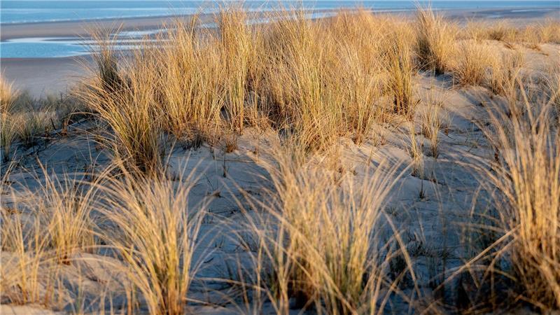 Stichwahl entscheidet Bürgermeisterwahl auf Wangerooge Fünf Männer und eine Frau hatten sich um das Bürgermeisteramt auf der Insel Wangerooge beworben. (Archivbild)