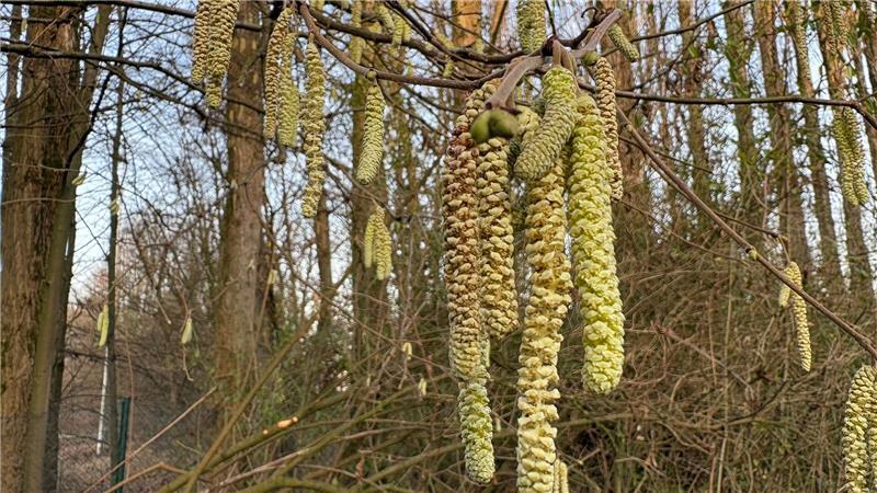 Für Allergiker geht die Belastung durch Haselpollen erst im Januar richtig los.