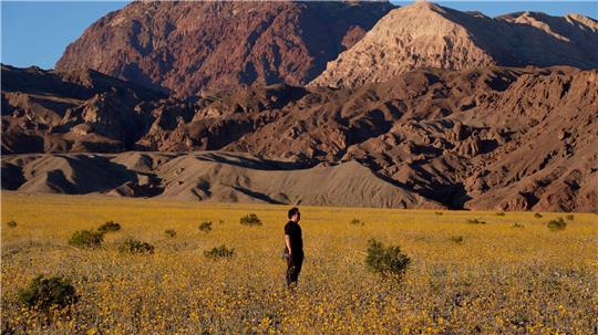 Für Auge und Nase eine Wohltat: Das sonst so trockene und heiße Death Valley im Westen der USA schimmert derzeit in den Farben verschiedener Wildblüten.