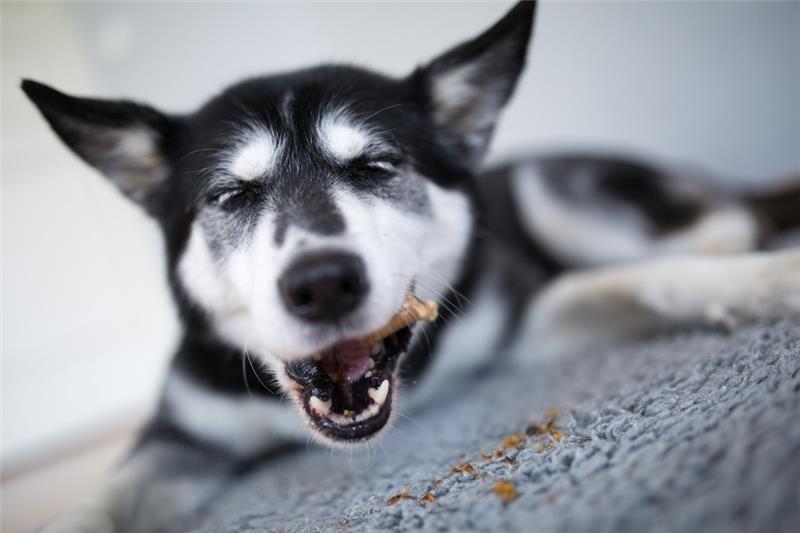 Für Hunde, die Rind oder Huhn nicht gut vertragen, kann Futter mit Insekten eine Alternative sein. Foto: Florian Schuh/dpa-tmn