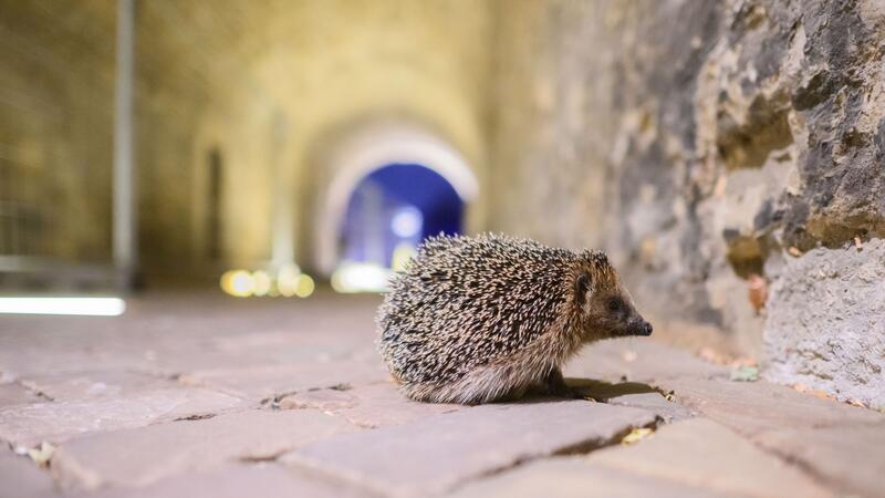 Für Igel fehlt vielerorts der passende Lebensraum, die Gefahren sind vielfältig. (Archivbild)