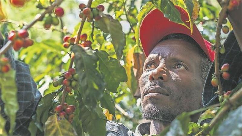 Für Kaffeebauern, wie Mulugeta Kenea aus Äthiopien, könnte die Entwaldungsverordnung der Europäischen Union weitreichende Auswirkungen haben.