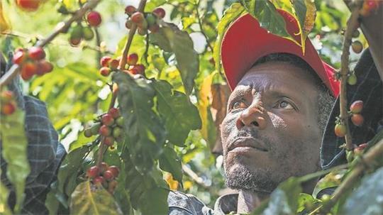 Für Kaffeebauern, wie Mulugeta Kenea aus Äthiopien, könnte die Entwaldungsverordnung der Europäischen Union weitreichende Auswirkungen haben.