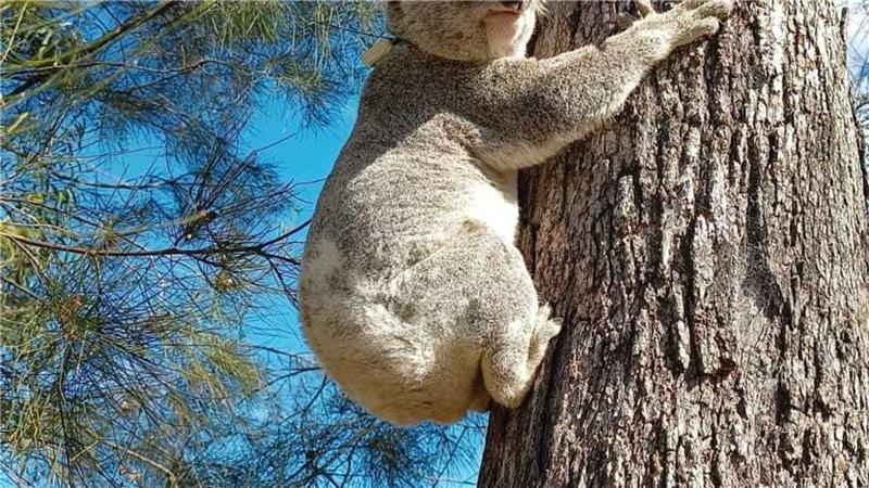 Fatale Momente: Koalas leben im Baum - und sterben am Boden Für Koalas die sicherere Variante: Klettern an Bäumen.