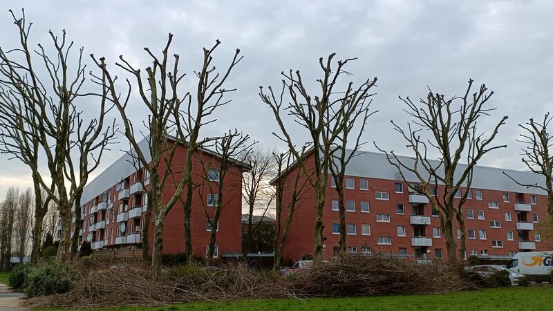 Für Krähen gibt es hier keine Chance mehr zu brüten: So sehen die gekappten Platanen im Mühlenweg aus.