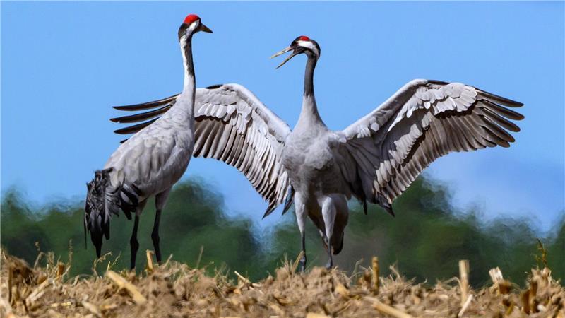 Vogelgrippe breitet sich aus – Wie gefährlich ist das? Für Kraniche birgt die Rast derzeit große Gefahr. Viele Tiere sind mit dem Geflügelpest-Virus infiziert.