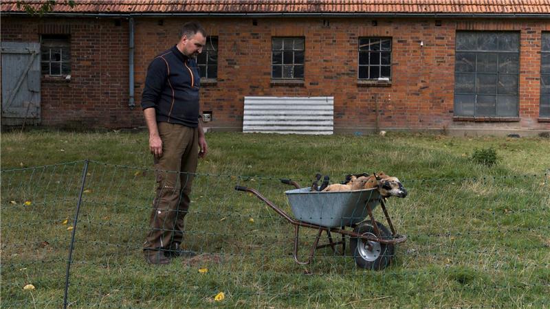 Für Landwirt Janz ist klar, dass seine Schafe von einem Wolf gerissen wurden.