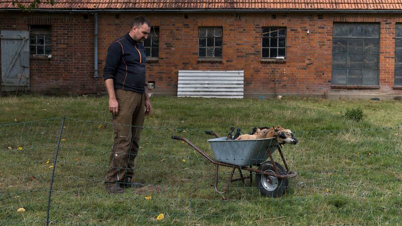 Für Landwirt Marc Janz ist klar, dass seine Schafe von einem Wolf gerissen wurden. (Archivfoto)