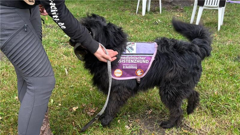 Helfer auf vier Pfoten: Wie Fred zum Assistenzhund ausgebildet wird Für Menschen, die Mobilitätseinschränkungen haben, ist es eine große Erleichterung, dass Assistenzhunde Dinge - wie hier die Leine - für sie aufheben.