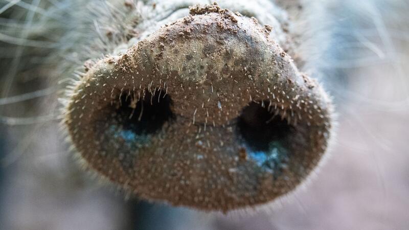 Für Menschen und andere Tierarten ist die Viruserkrankung ungefährlich - bei Haus- und Wildschweinen dagegen unheilbar und verläuft fast immer tödlich.