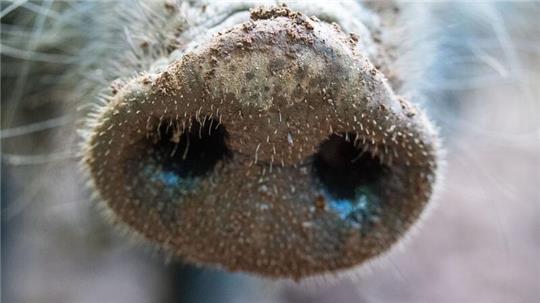 Für Menschen und andere Tierarten ist die Viruserkrankung ungefährlich - bei Haus- und Wildschweinen dagegen unheilbar und verläuft fast immer tödlich.