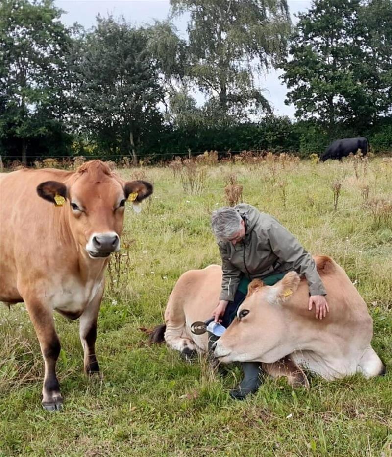Wolf reißt Schafe und Lamm: Tierhalter im Stader Nachbarkreis geschockt Für Petra Richters sind ihre Rinder der Rasse Rotvieh alter Angler Zuchtrichtung fast wie Familienmitglieder. „Die werden richtig geliebt.“