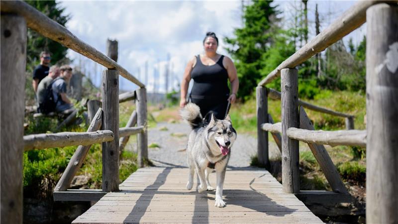 Für Wanderinnen und Wanderer im Harz gibt es einen neuen Anreiz Hunde mitzunehmen. 