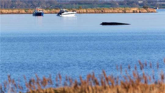 Für den Buckelwal in der Wismarer Bucht sind die Überlebenschancen sehr gering. (Archivbild)