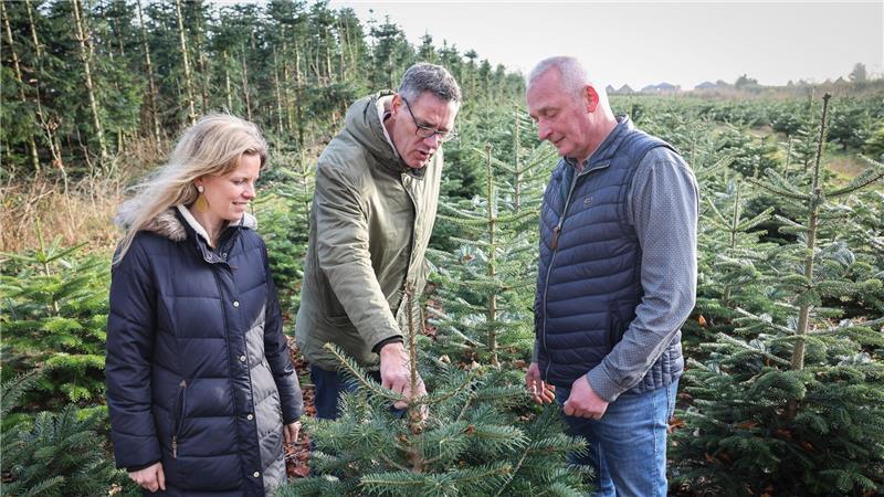 Drohnen scannen Weihnachtsbäume: Wie KI den Anbau revolutioniert Für die Aufzucht von Nordmanntannen sind jahrelange Geduld und viele Arbeitsschritte nötig.