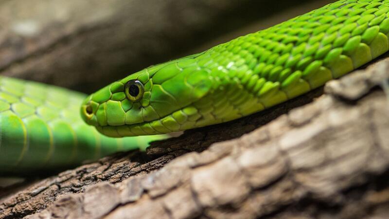 Grüne Mamba beißt 29-Jährigen – Gegengift und Intensivstation Für die Haltung der Giftschlange mit natürlichem Lebensraum in Westafrika hatte der Mann keine Genehmigung. (Symbolbild)