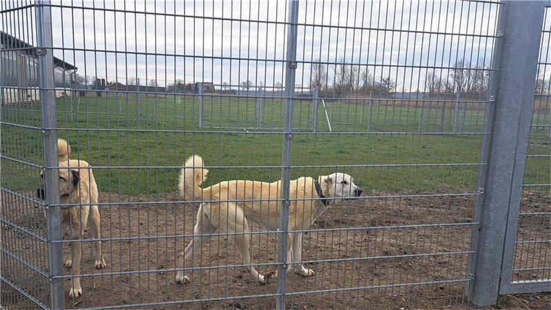 Für die Herdenschutzhunde gibt es mehrere große Wiesen an der Deichschäferei Wersabe, auf denen sie sich bewegen können.