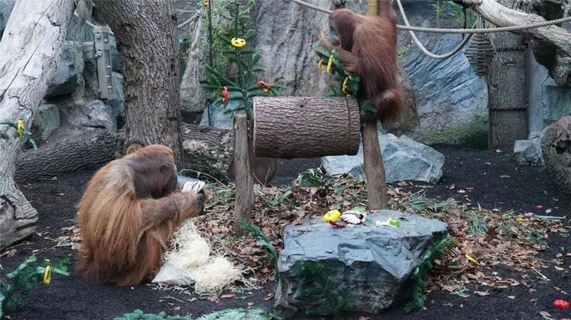 Für die Orang-Utans im Tierpark Hagenbeck gab es zum Nikolaustag Gemüse und mit Holzwolle, Rosinen, Nüssen und Sämereien gefüllte Jutebeutel.