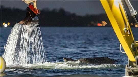 Für die Rettung des Wals war eine Rinne ausgehoben worden.