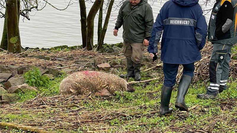 „Schutzjagd“ auf Wolf: Experte rät zu schnellen Abschüssen Für die Richter ist offen, ob es sich um einen Problemwolf handelt. Das Tier tötete auf Hahnöfersand auch dieses Schaf.