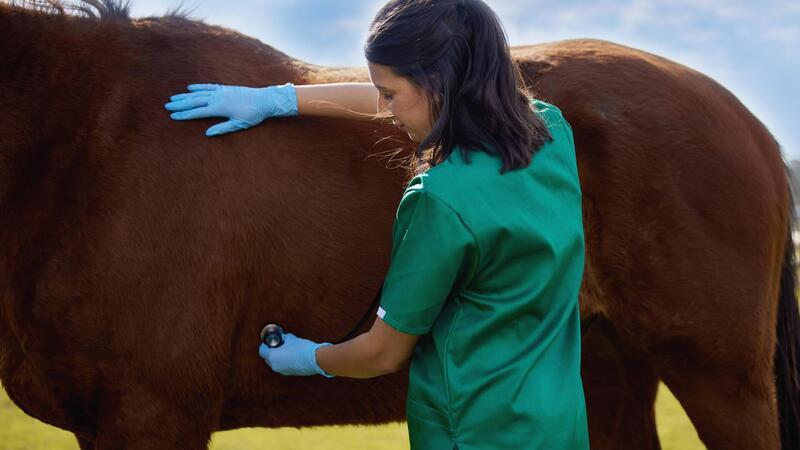 Explodierende Tierarzt-Kosten: Pferdehalter fürchten Konsequenzen für den Reitsport Für die größte Aufregung rund um die neue Gebührenordnung für Tierärzte sorgt die sogenannte „Hausbesuchsgebühr“.
