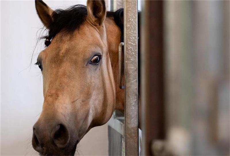 Pferdetransport auf A1 gestoppt – Tiere verletzt und ohne Wasser Für die über 20 Stunden andauernde Fahrt wurden bei dem Tiertransport weder Wasser noch eine Tränke für die Pferde mitgeführt (Symbolbild). Foto: dpa/Archiv