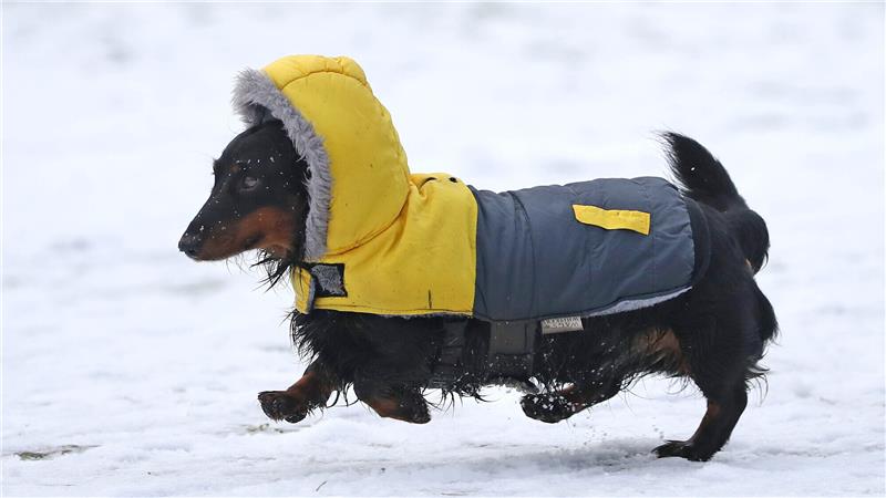 Winter- und Regenmäntel für Hunde: Verrückter Trend oder notwendig? Für einige Hunderassen kann das Tragen eines Mantels oder eine Jacke sogar ein Vorteil sein. Foto: dpa/ Andrew Milligan