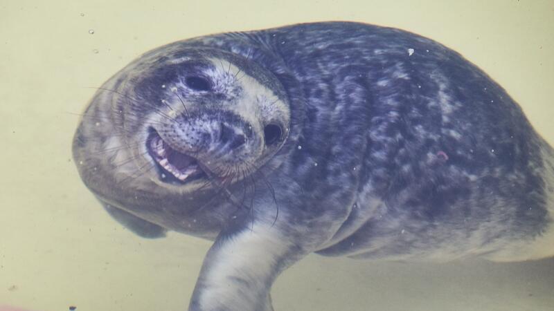 Für geschwächte Jungtiere ist sie oft die einzige Chance zu überleben, die Seehundstation Friedrichskoog (Archivbild).