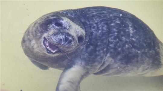 Für geschwächte Jungtiere ist sie oft die einzige Chance zu überleben, die Seehundstation Friedrichskoog (Archivbild).