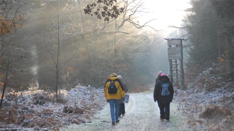 Für mehr Wohlbefinden: Waldbaden ist seit mehreren Jahren eine Maßnahme gegen den Winterblues.