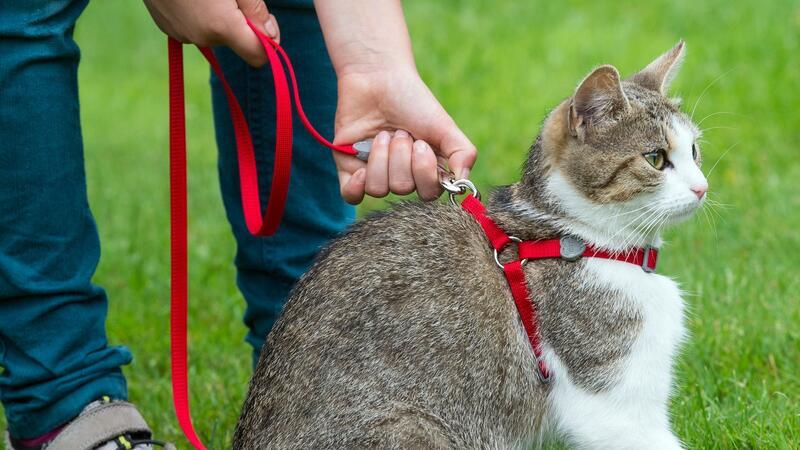 Katzen an der Leine - Harmlos oder Gefahr fürs Tierwohl? Für unterforderte Wohnungskatzen kann es eine Bereicherung sein, sich an Geschirr und Leine in einem sicheren Bereich in direkter Wohnungsnähe aufhalten zu können. (Archivbild)