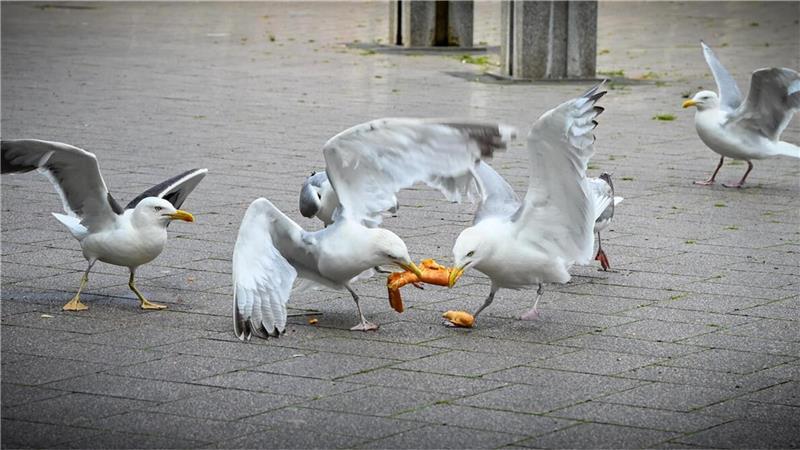 Möwen im Leher Stadtpark streiten sich um Futter. 