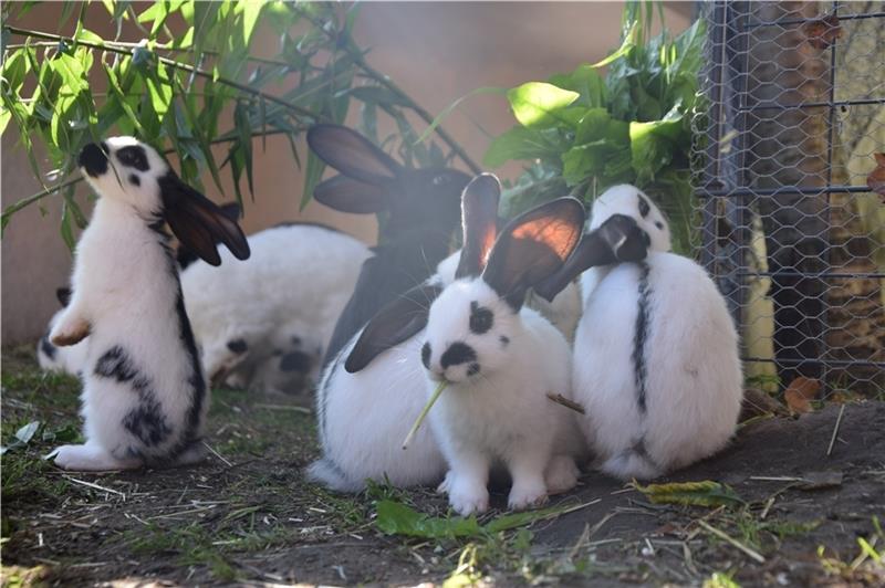 Fütterungszeit : Die Jungen bekommen Grünzeug zum Futtern. Acht kleine Kaninchen tummeln sich im Garten. Fotos: Battmer (2), privat
